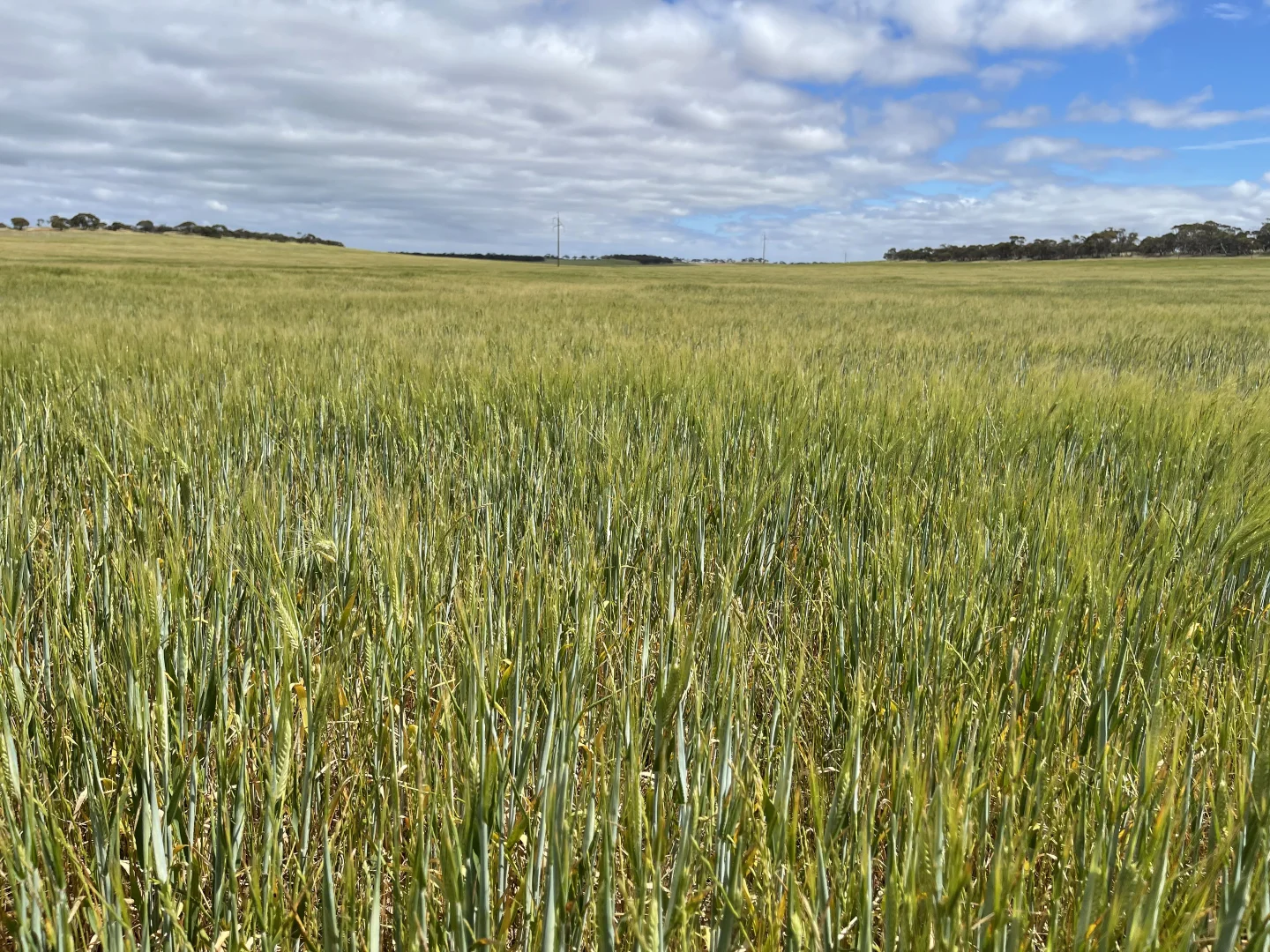 Additional image 16 of Lot/41 Skinner Road, Warramboo SA 5650