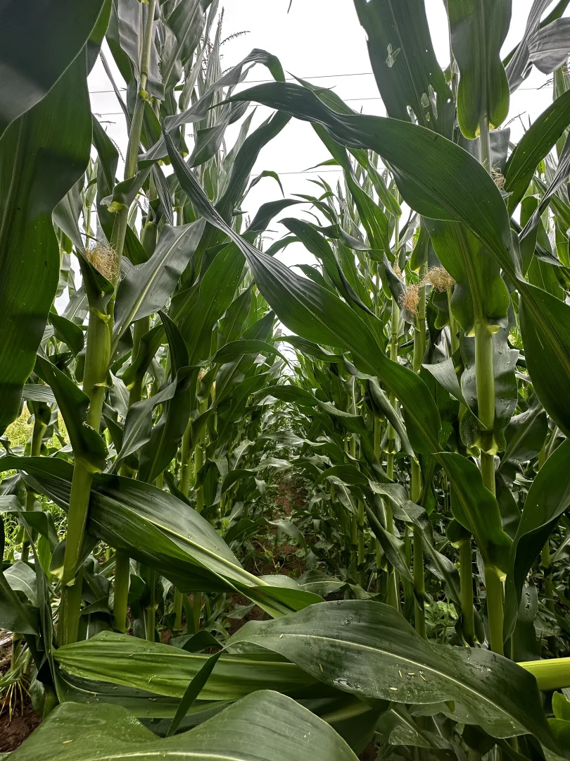 Additional image 5 of 119 Duck Creek Road, Old Bonalbo NSW 2469