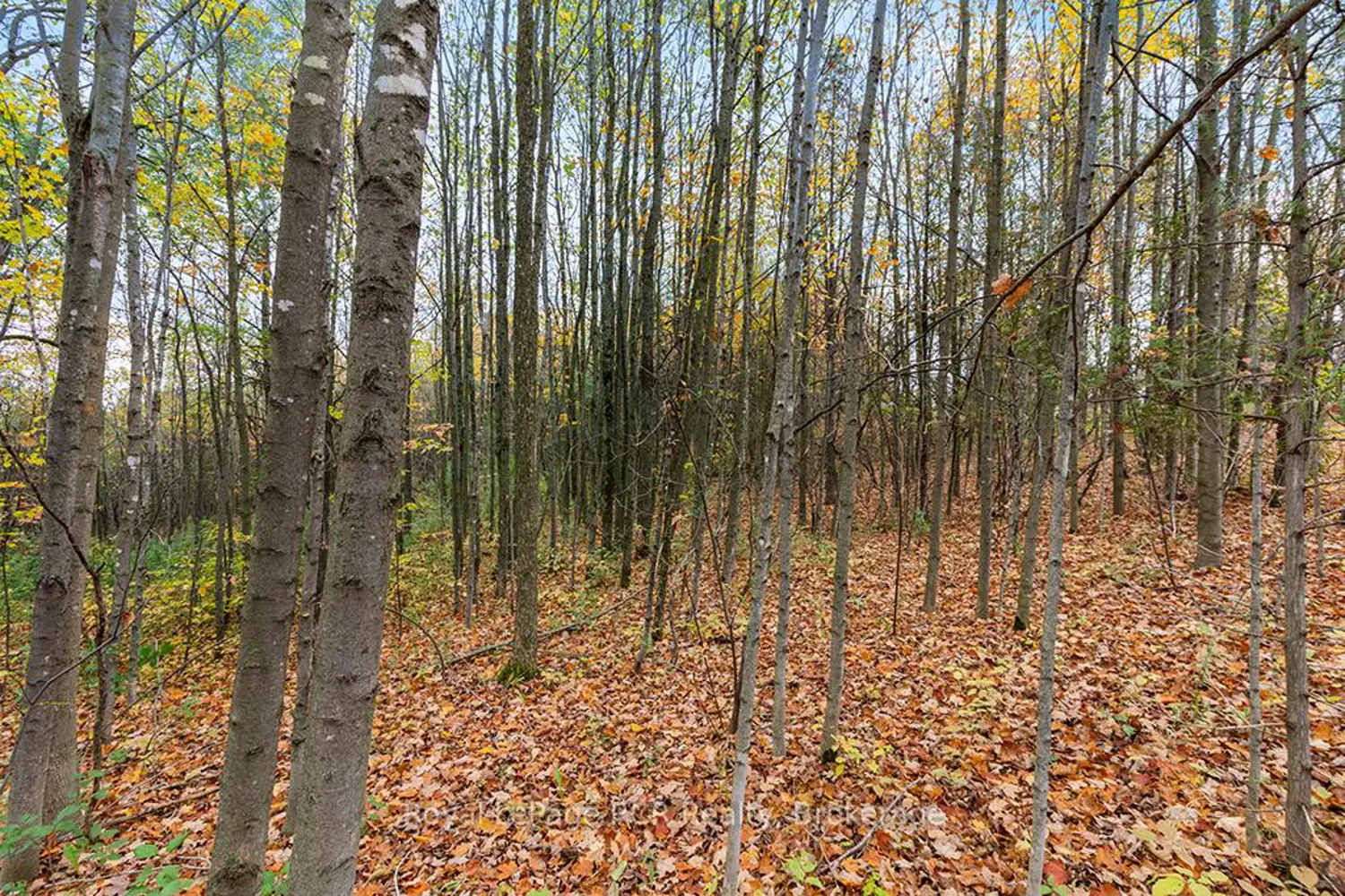 Additional image 15 of 447233 10Th Concession