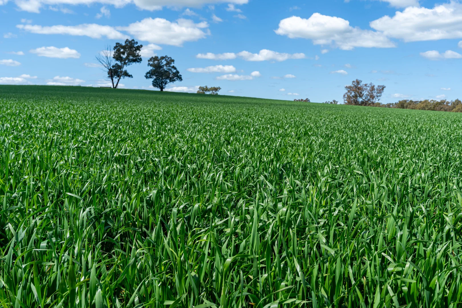 Additional image 4 of 484 Merri Meric Road, Henty NSW 2658