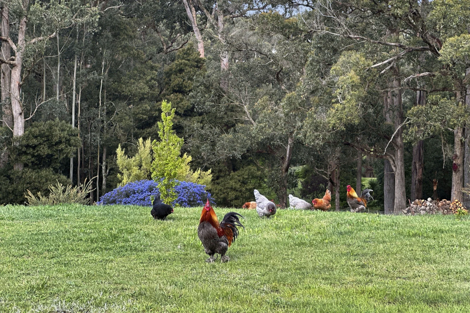 Additional image 17 of 130 Hylands Road, Hesket VIC 3442