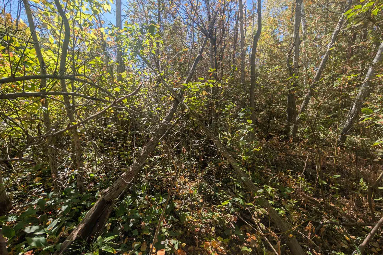 Additional image 13 of Lt 166 Mallory Beach Road