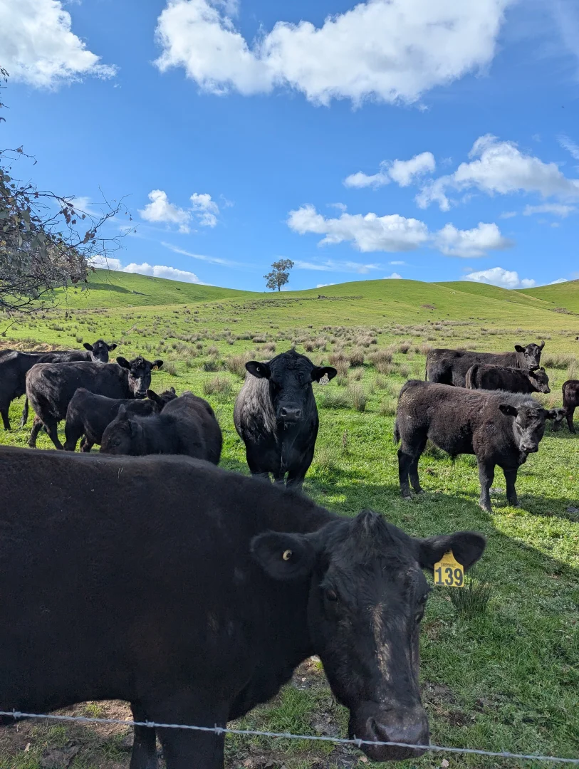 Additional image 18 of 409 McInnes Lane, Bobinawarrah VIC 3678