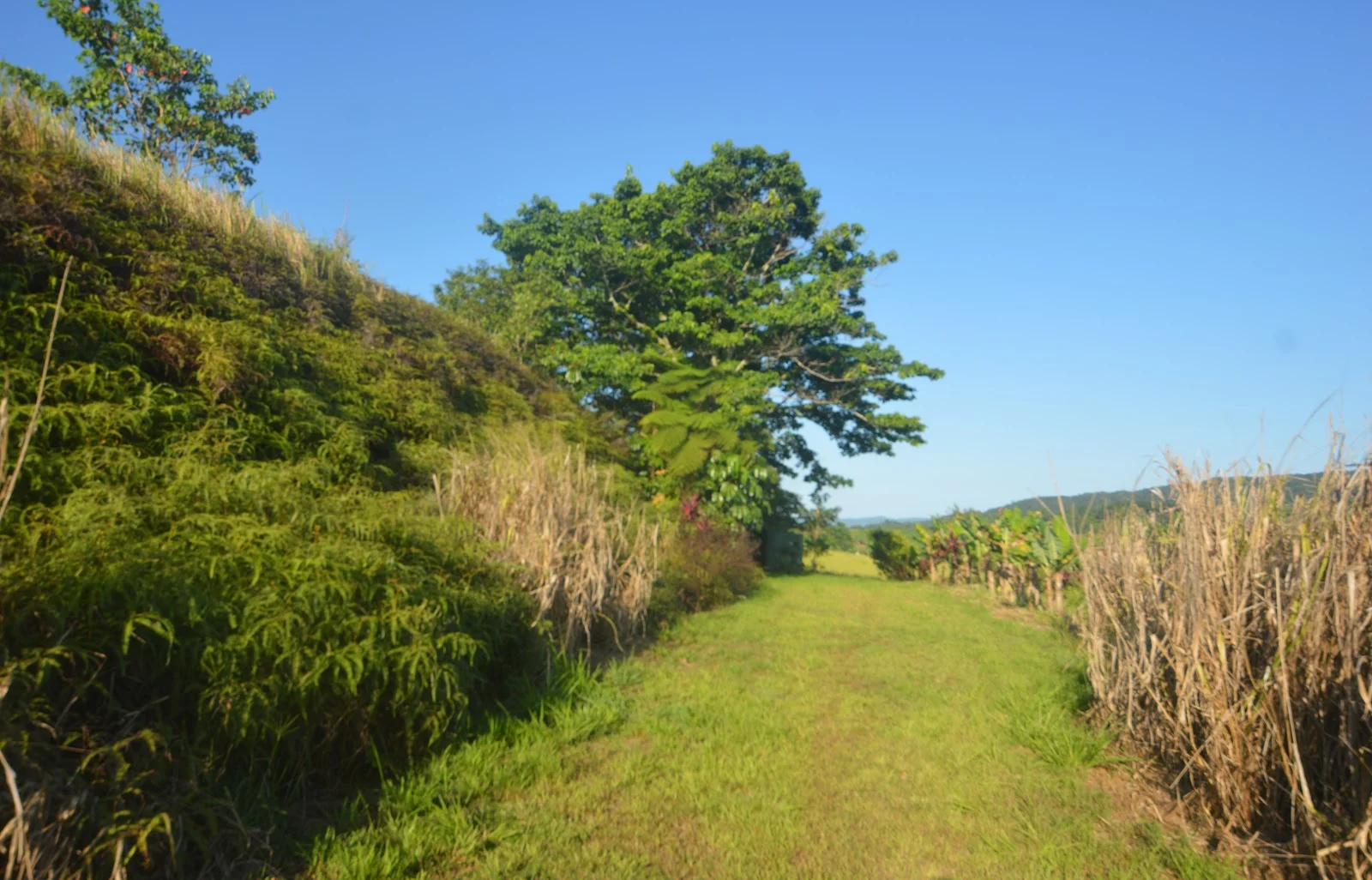 Additional image 13 of 1212 Innisfail Japoon Road, Camp Creek QLD 4871