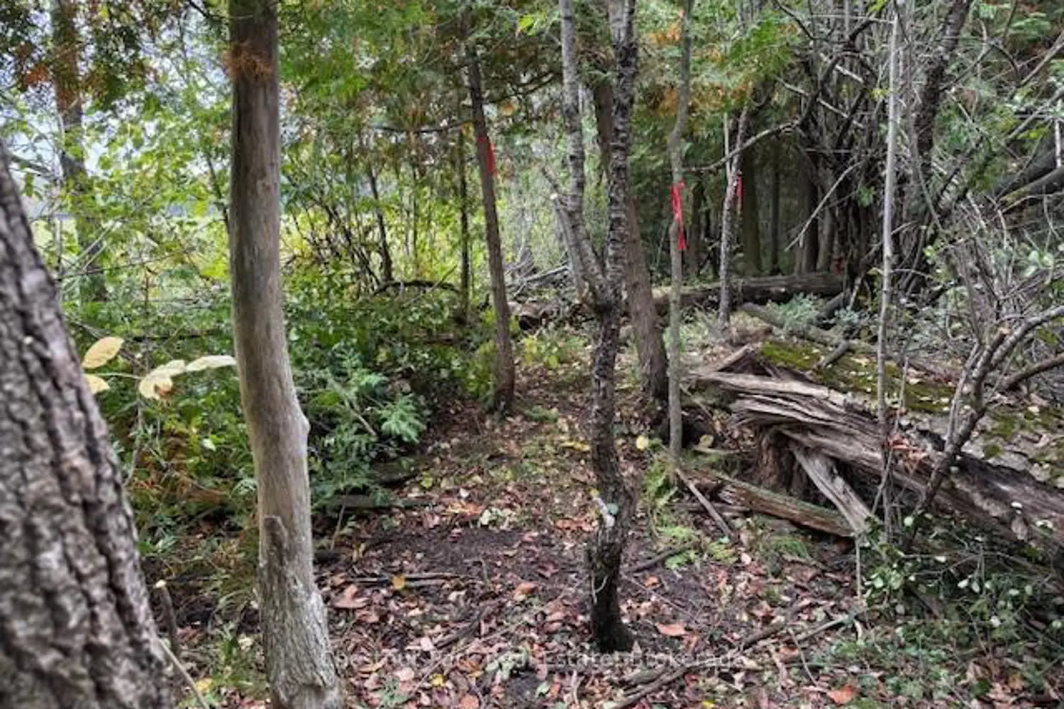 Additional image 6 of 596244 Concession 10