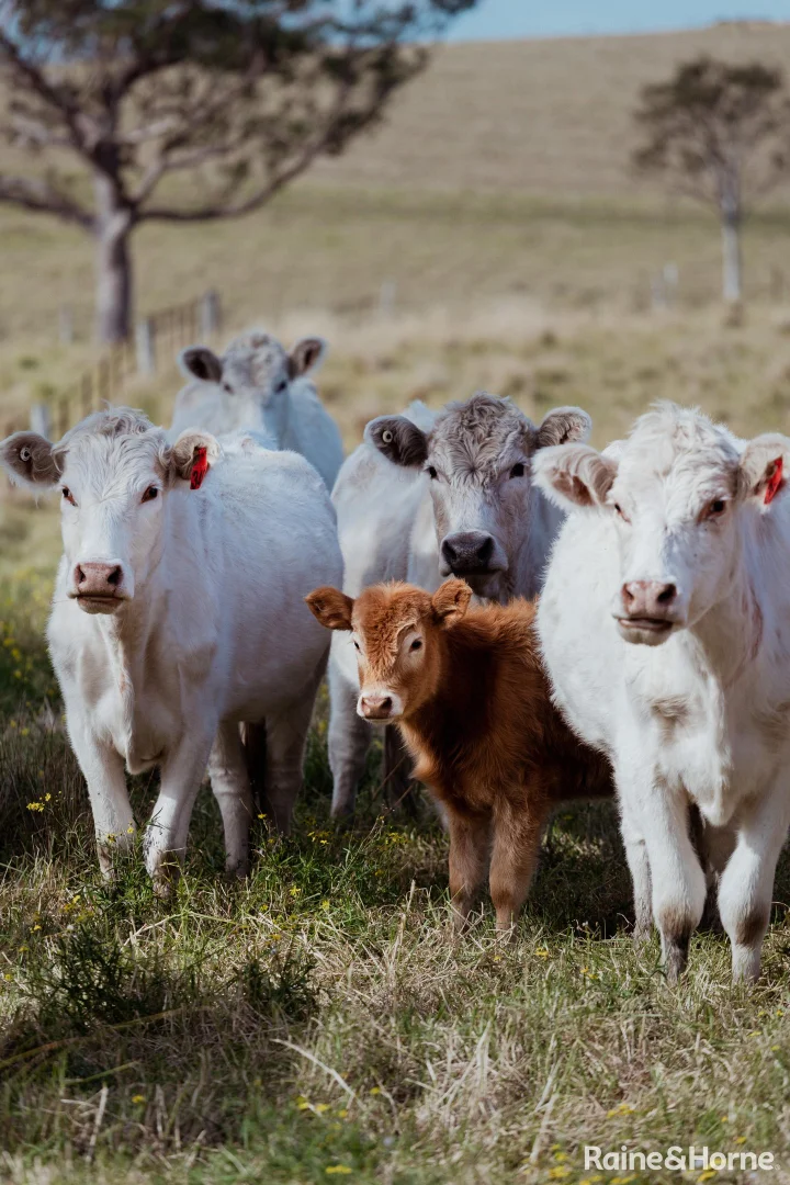 Additional image 29 of 626 Croobyar Road, Croobyar NSW 2539