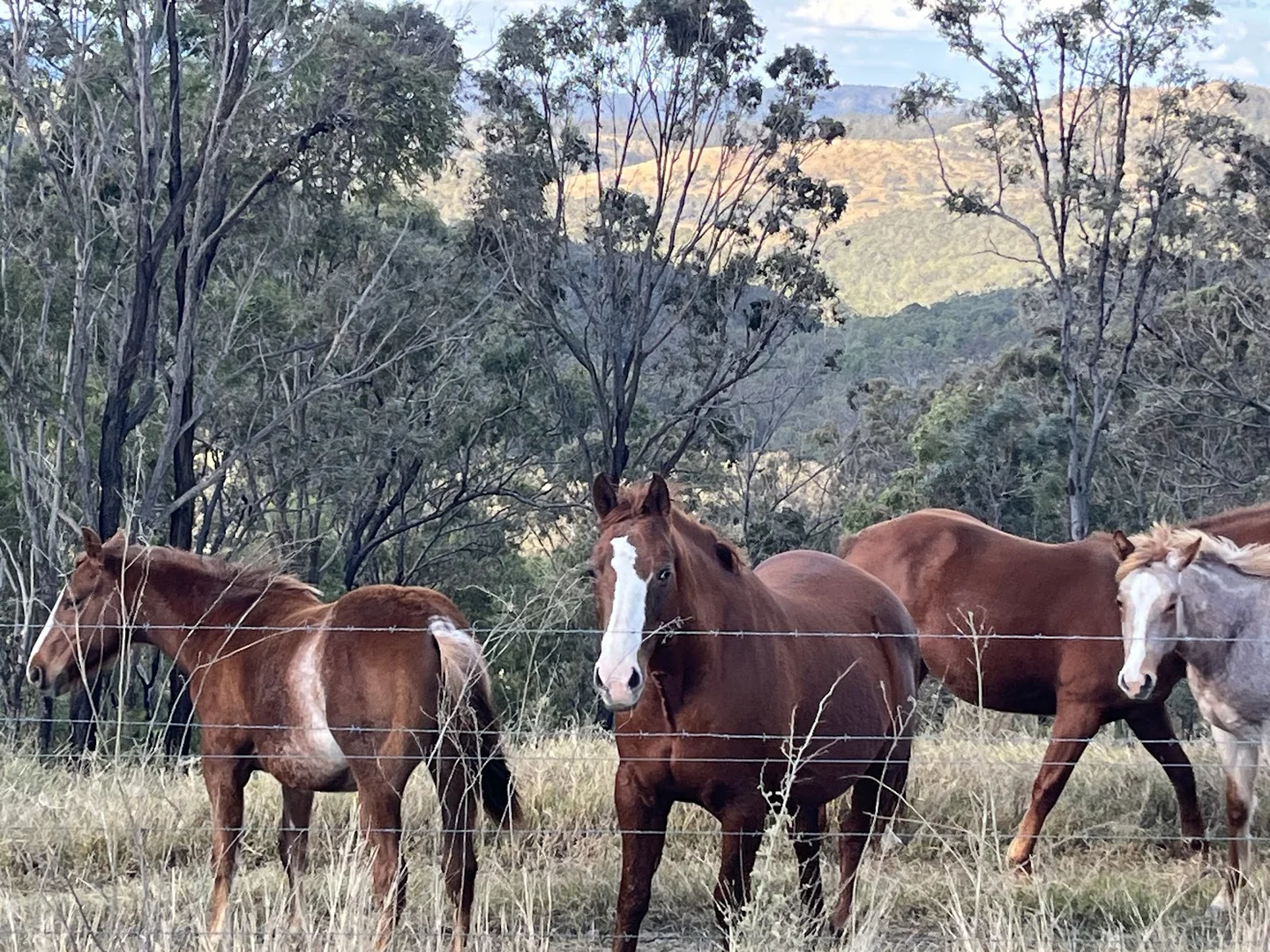 Additional image 10 of 1679 Ingoldsby Road, Ingoldsby QLD 4343