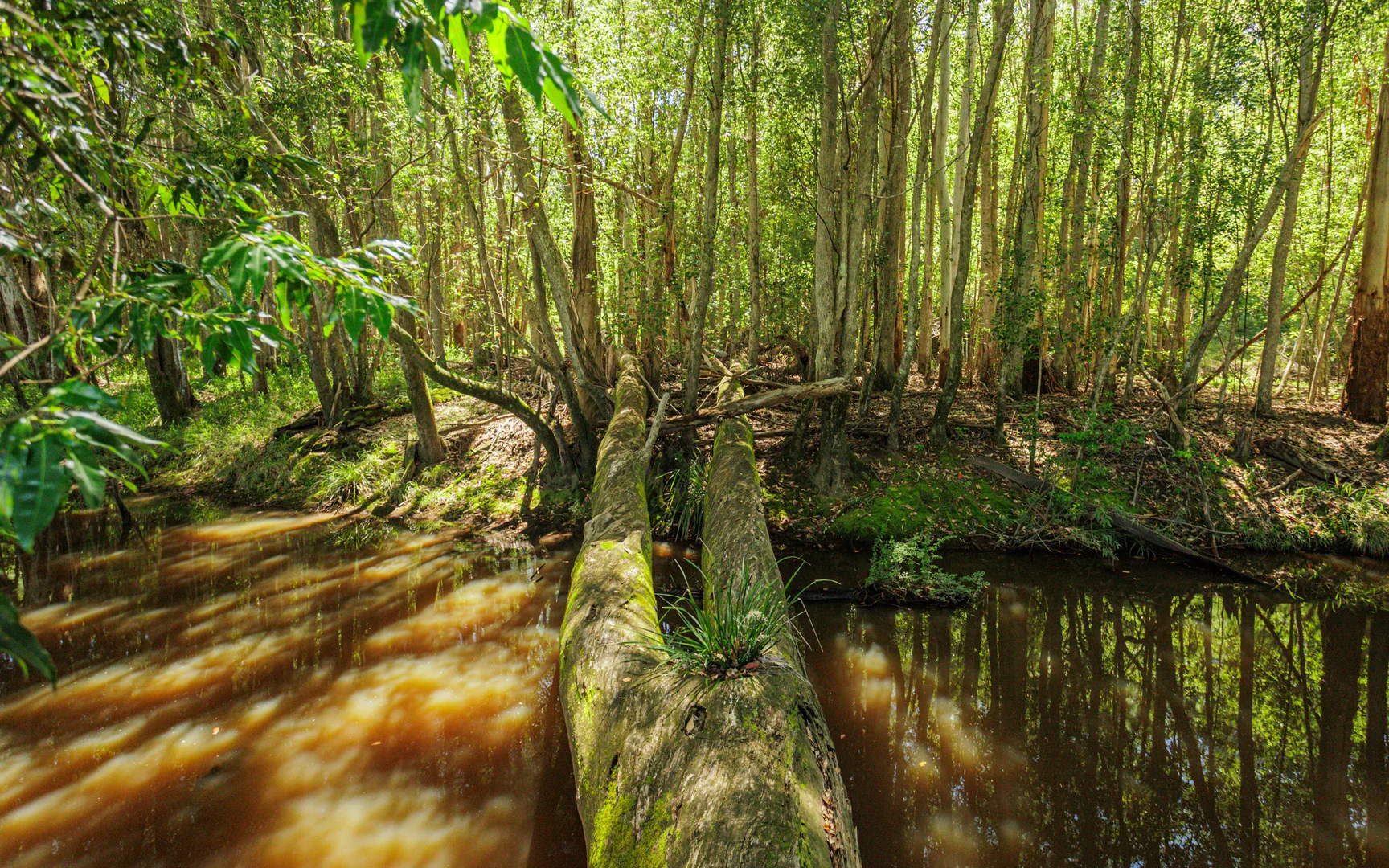 Additional image 2 of 62 Whistler Place, Bellingen NSW 2454