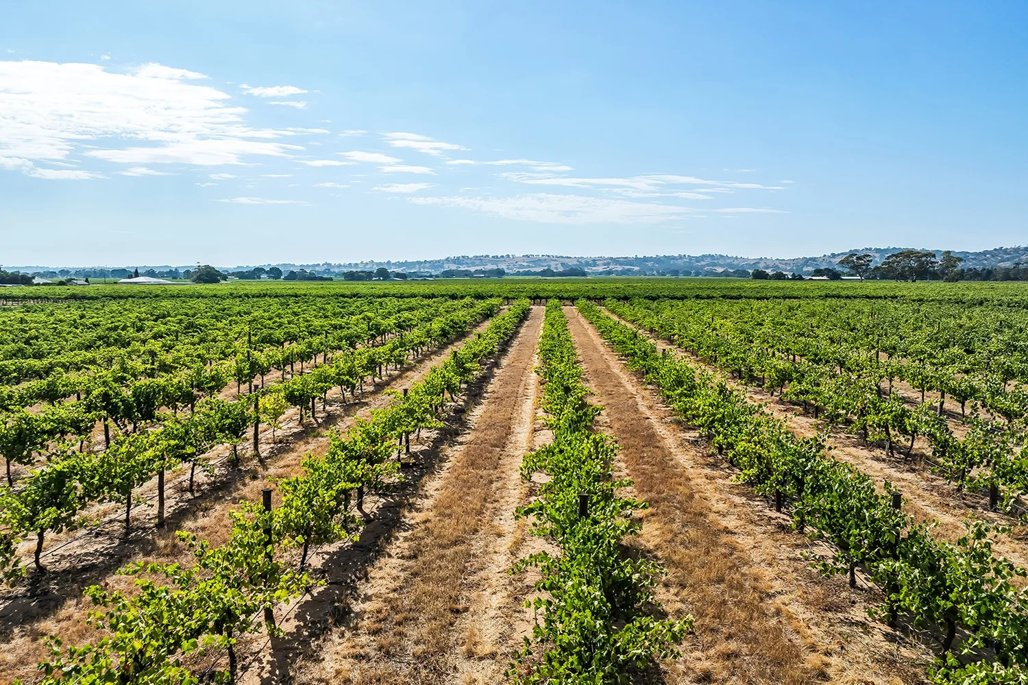 Additional image 3 of 14 Vine Vale Road, Tanunda SA 5352