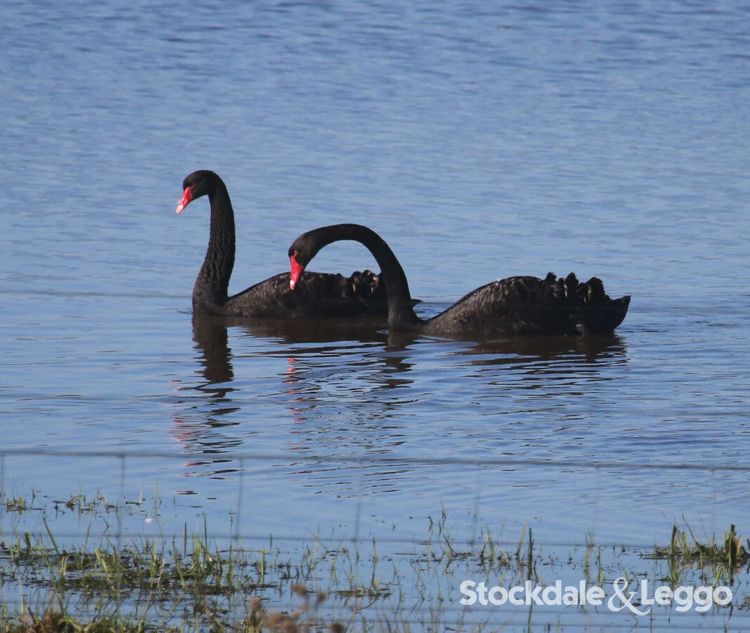 Additional image 35 of Pearsondale VIC 3851