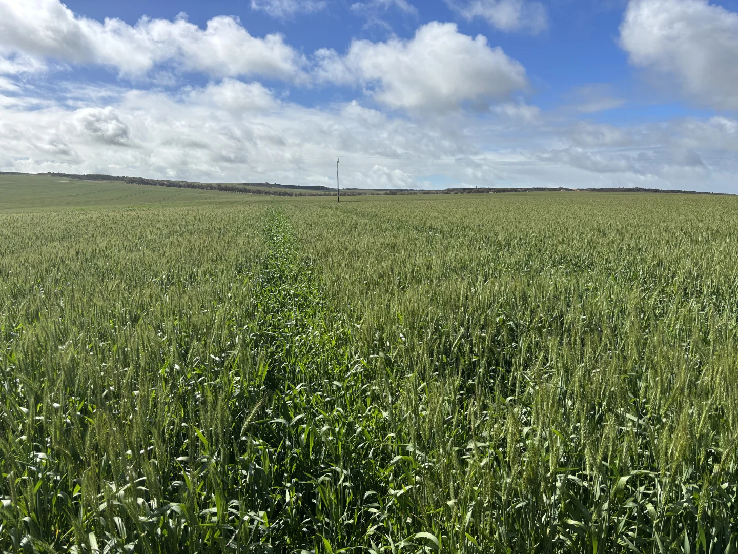 Additional image 16 of 1396 Tabletop Road, Mount Horner WA 6525