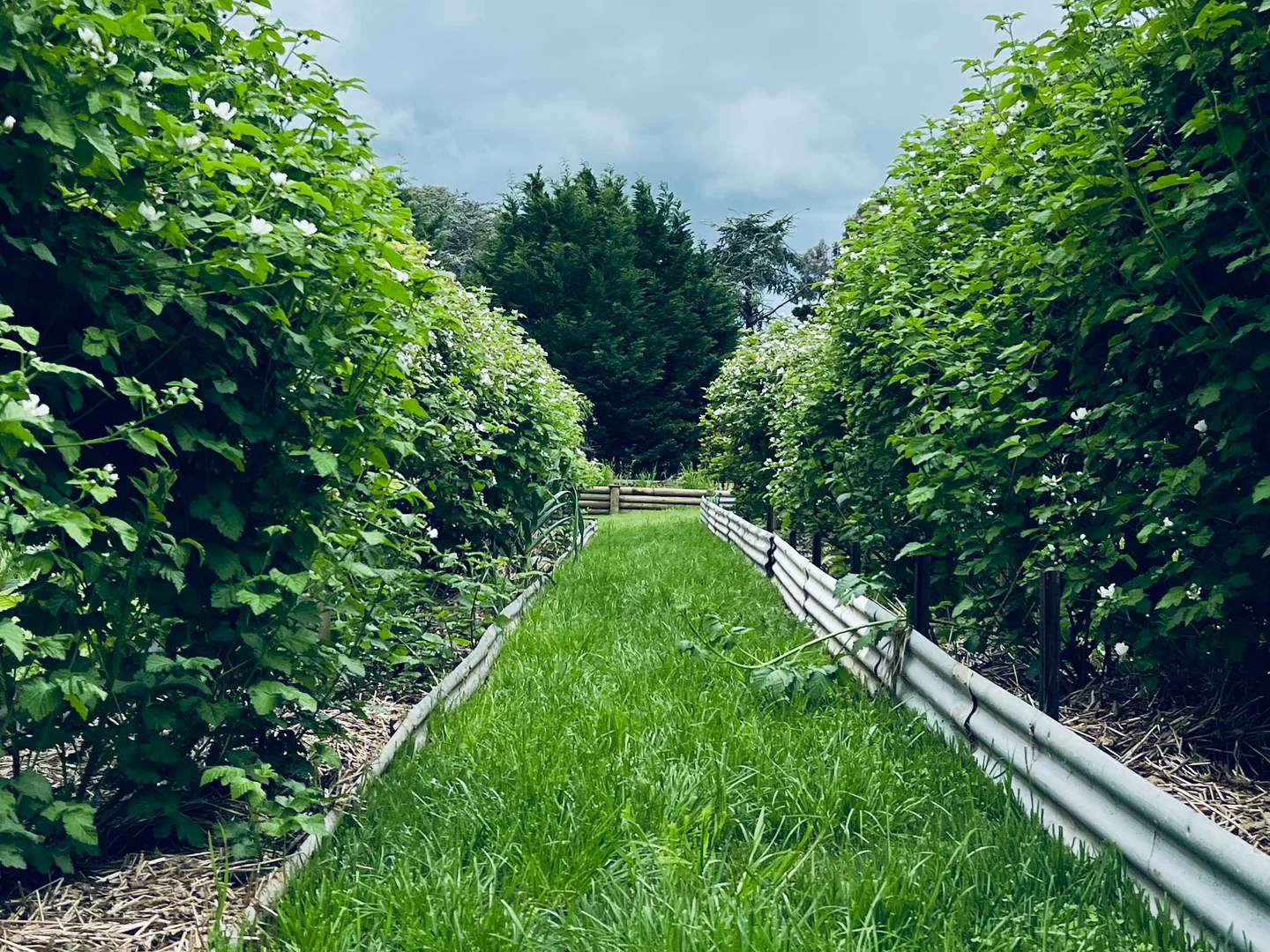 Additional image 24 of 12-18 Queen Street, Boorowa NSW 2586