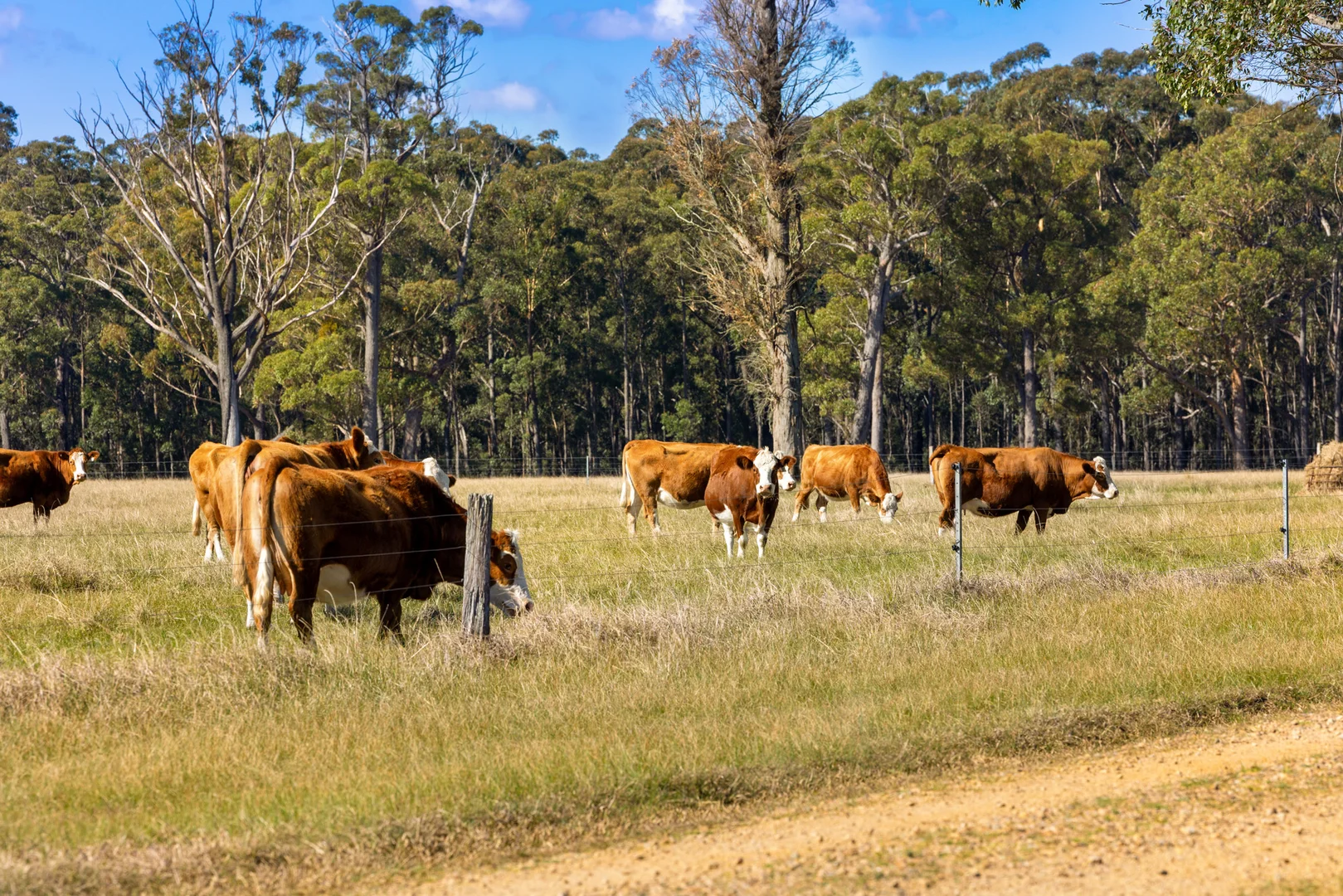 Additional image 41 of 218 Cabbage Tree - Conran Road, Cabbage Tree Creek VIC 3889