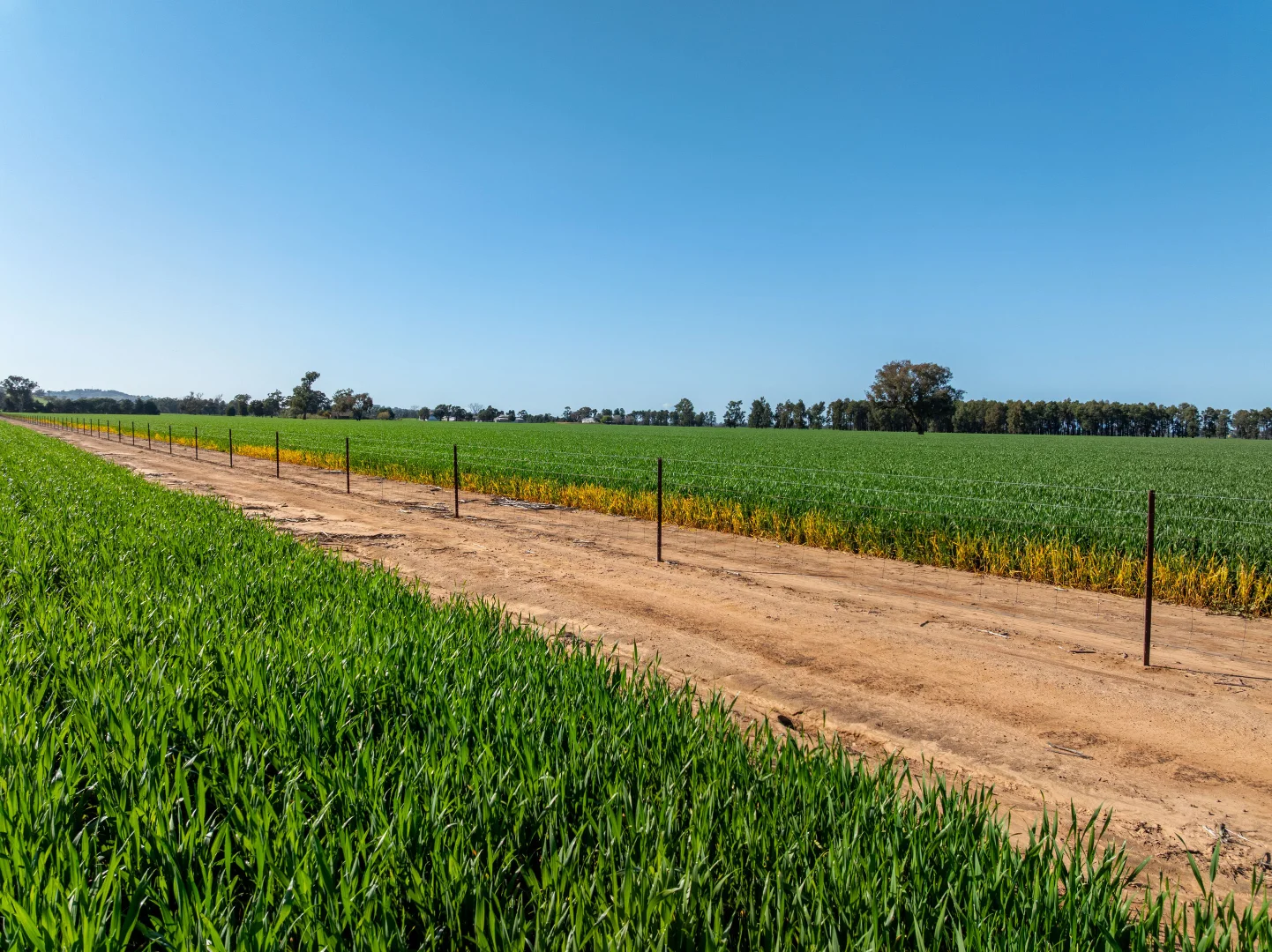 Additional image 16 of 484 Merri Meric Road, Henty NSW 2658