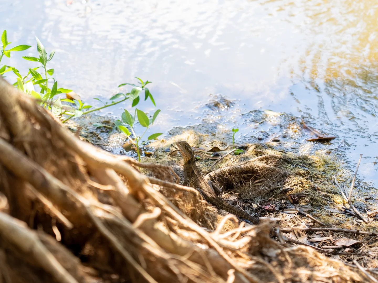 Additional image 12 of 279 Gundurimba Road, Monaltrie NSW 2480