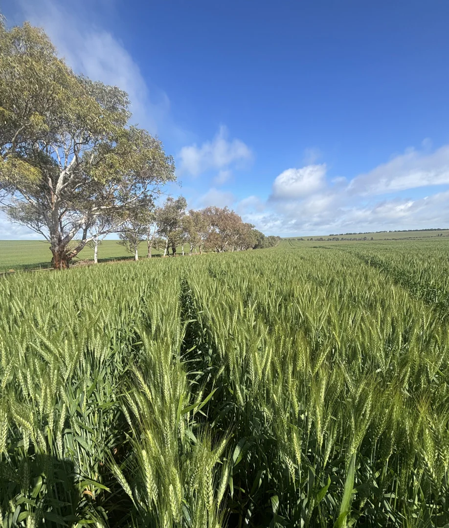 Additional image 29 of 1396 Tabletop Road, Mount Horner WA 6525