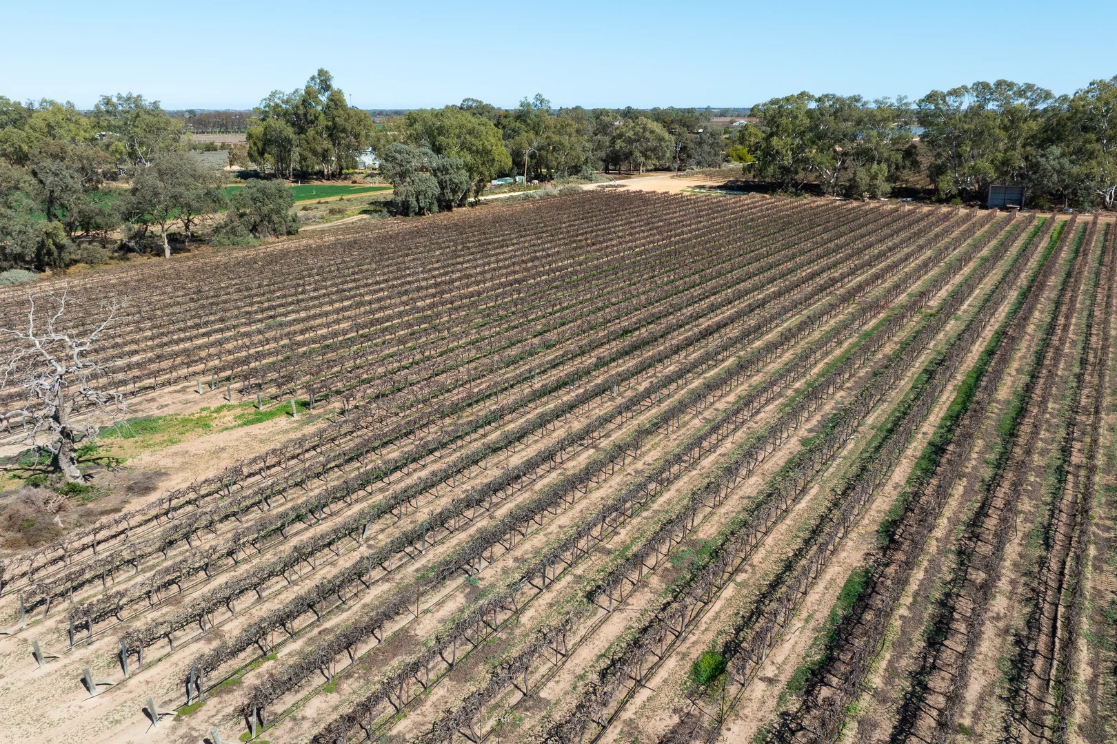 Additional image 10 of Lot 12 Dansie Road, Barmera SA 5345