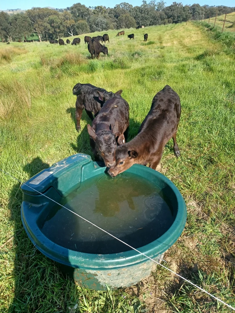 Additional image 3 of 3924 Hume Highway, Tarcutta NSW 2652