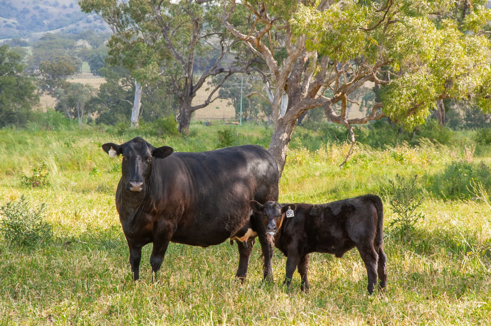 Additional image 11 of 'Kierahmee' 53 Tyrone Rd, Bunnan via, Scone NSW 2337