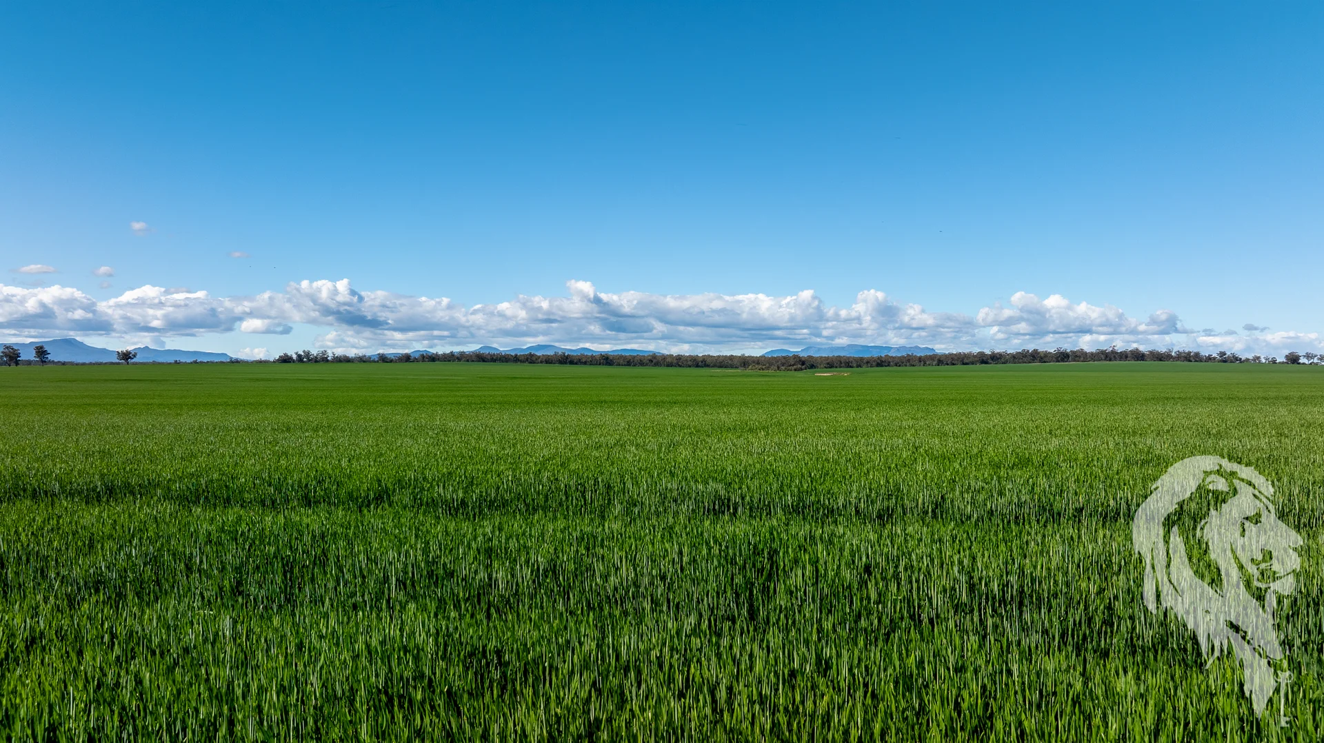Additional image 16 of 13012 Newell Highway, Narrabri NSW 2390