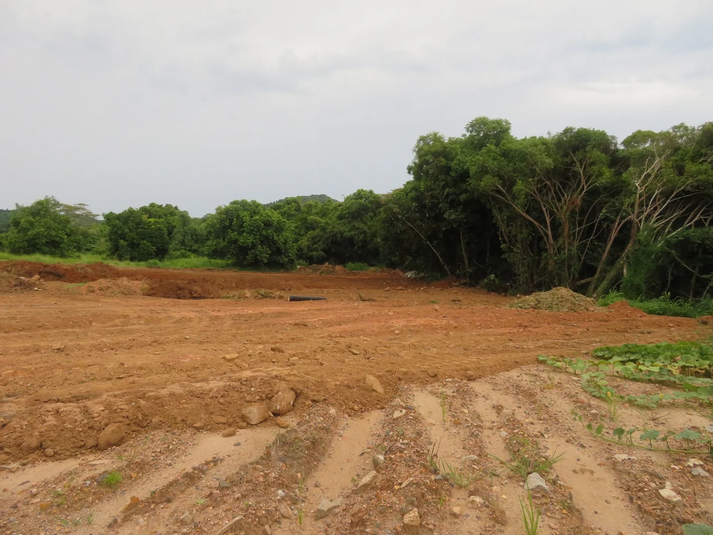 Additional image 6 of 1 Flying Fish Point Road, Innisfail Estate QLD 4860