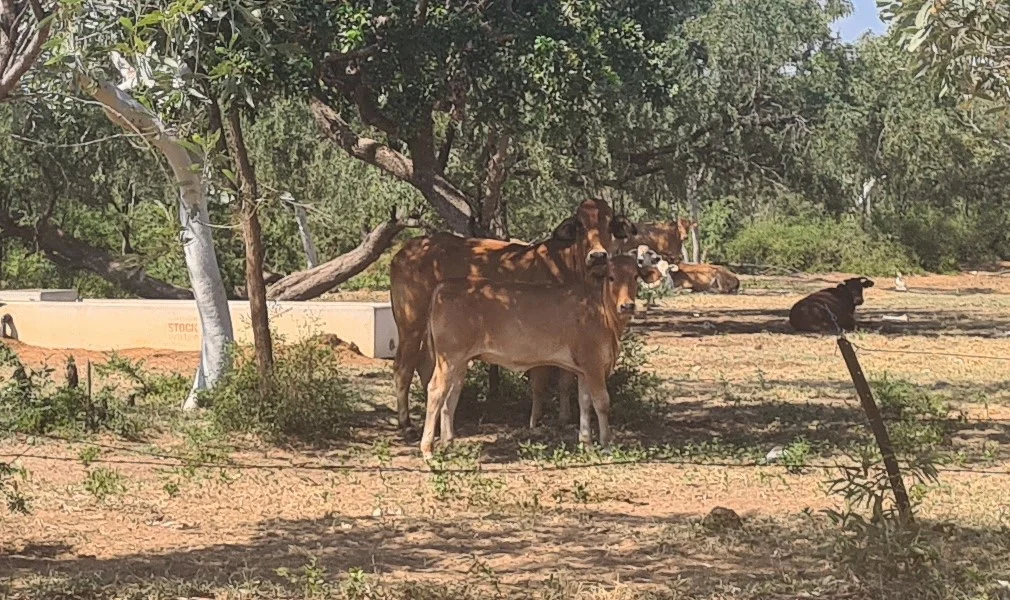 Additional image 15 of Great Northern Highway, Derby WA 6728