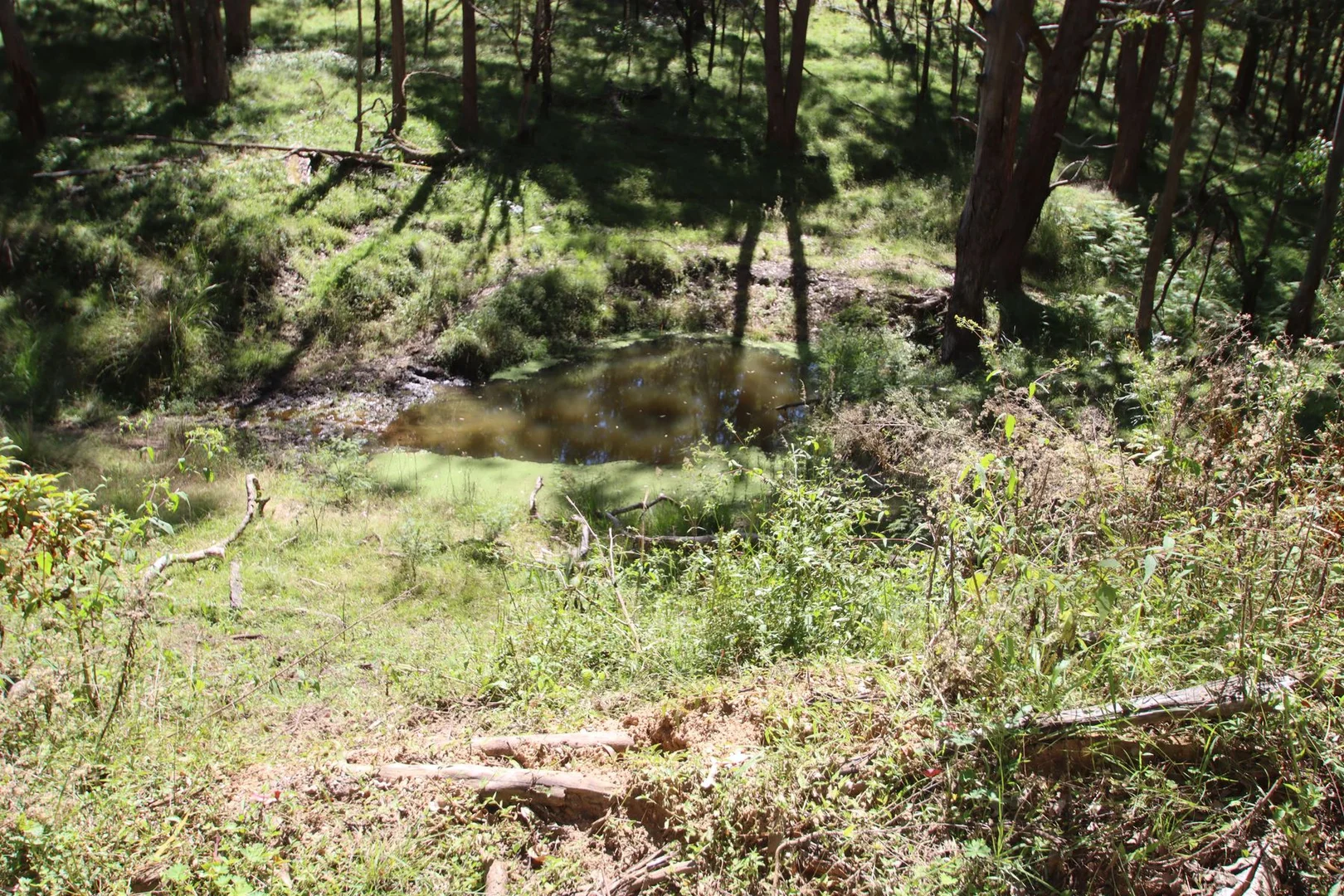 Additional image 13 of 1465 Billirimba Road, Tenterfield NSW 2372