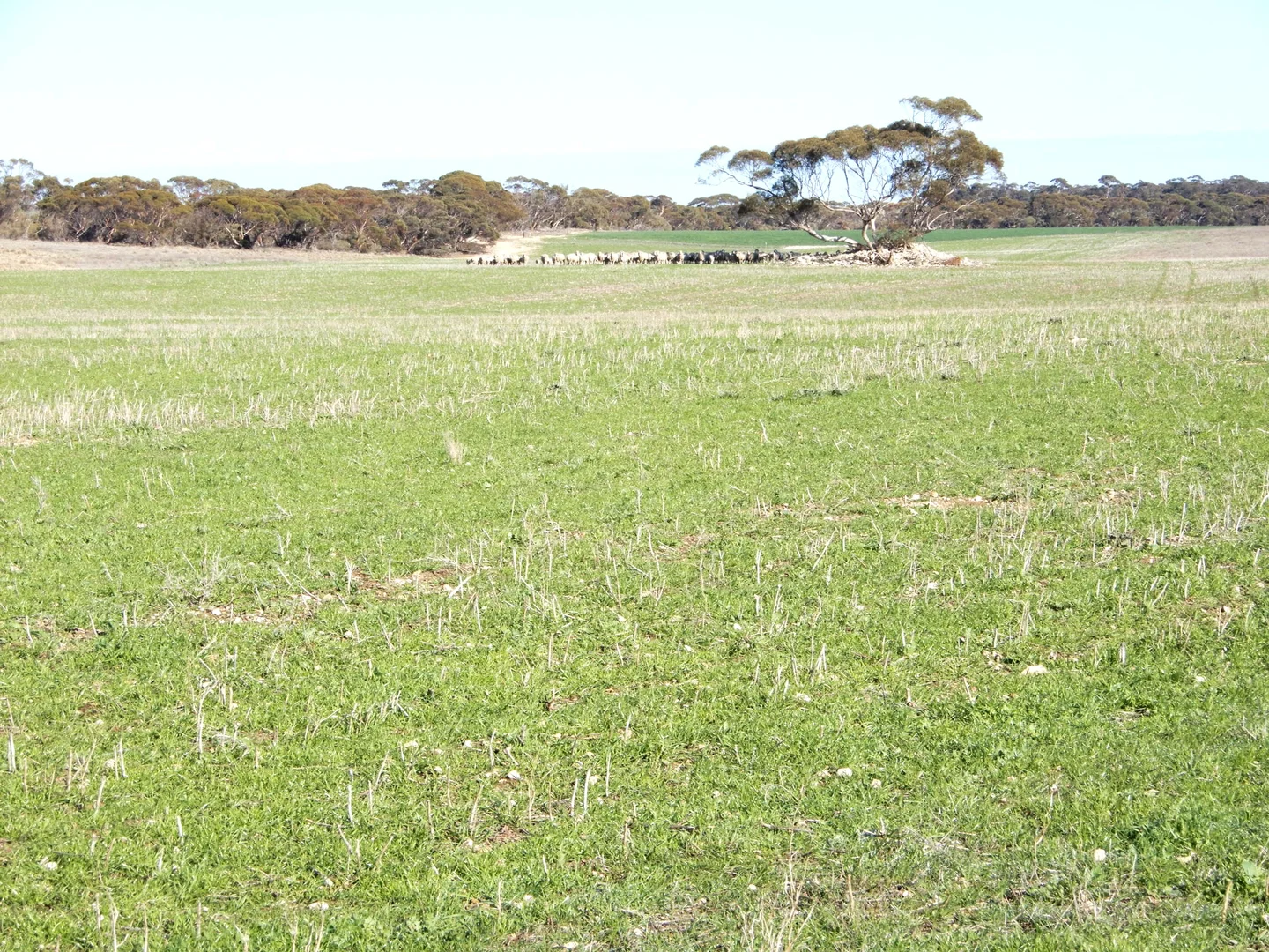 Additional image 17 of 281 Kielow Road, Peake SA 5301