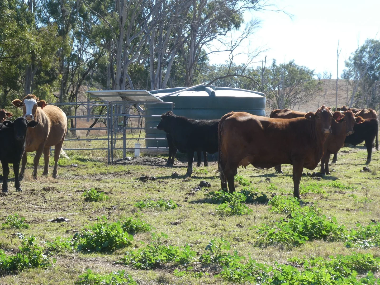 Additional image 5 of 59 Mungy Road, Mungy QLD 4671
