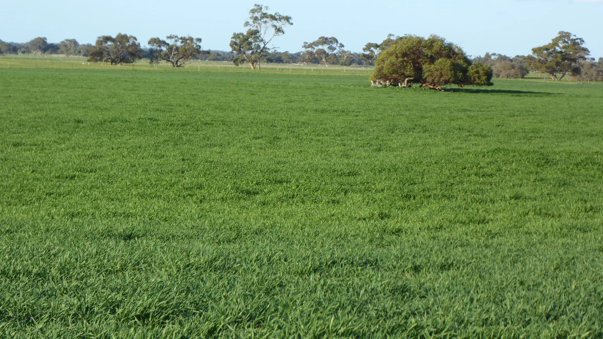 Additional image 16 of "Jacks" Sec 7 Schultz Road, Tintinara SA 5266