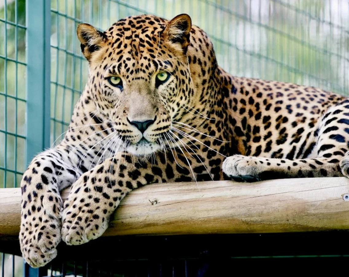 Additional image 4 of 21 Baines Road, Pilton QLD 4361