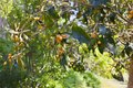 Additional image 56 of 11385 LA Vereda Dr, North Tustin, CA, 92705