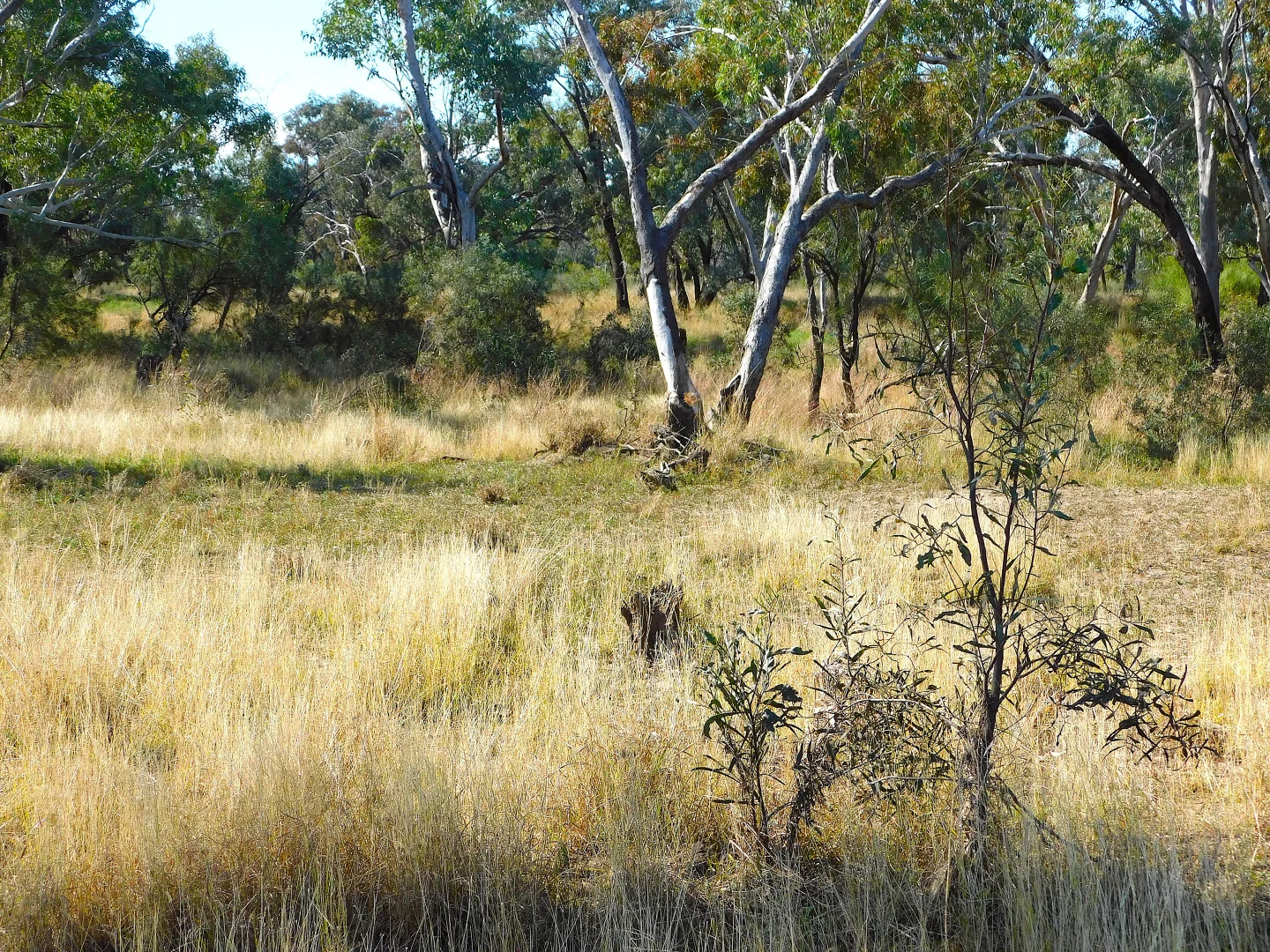 Additional image 20 of 0 Old Cunnamulla Road, Charleville QLD 4470