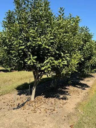 Additional image 19 of Skyring Reserve QLD 4671