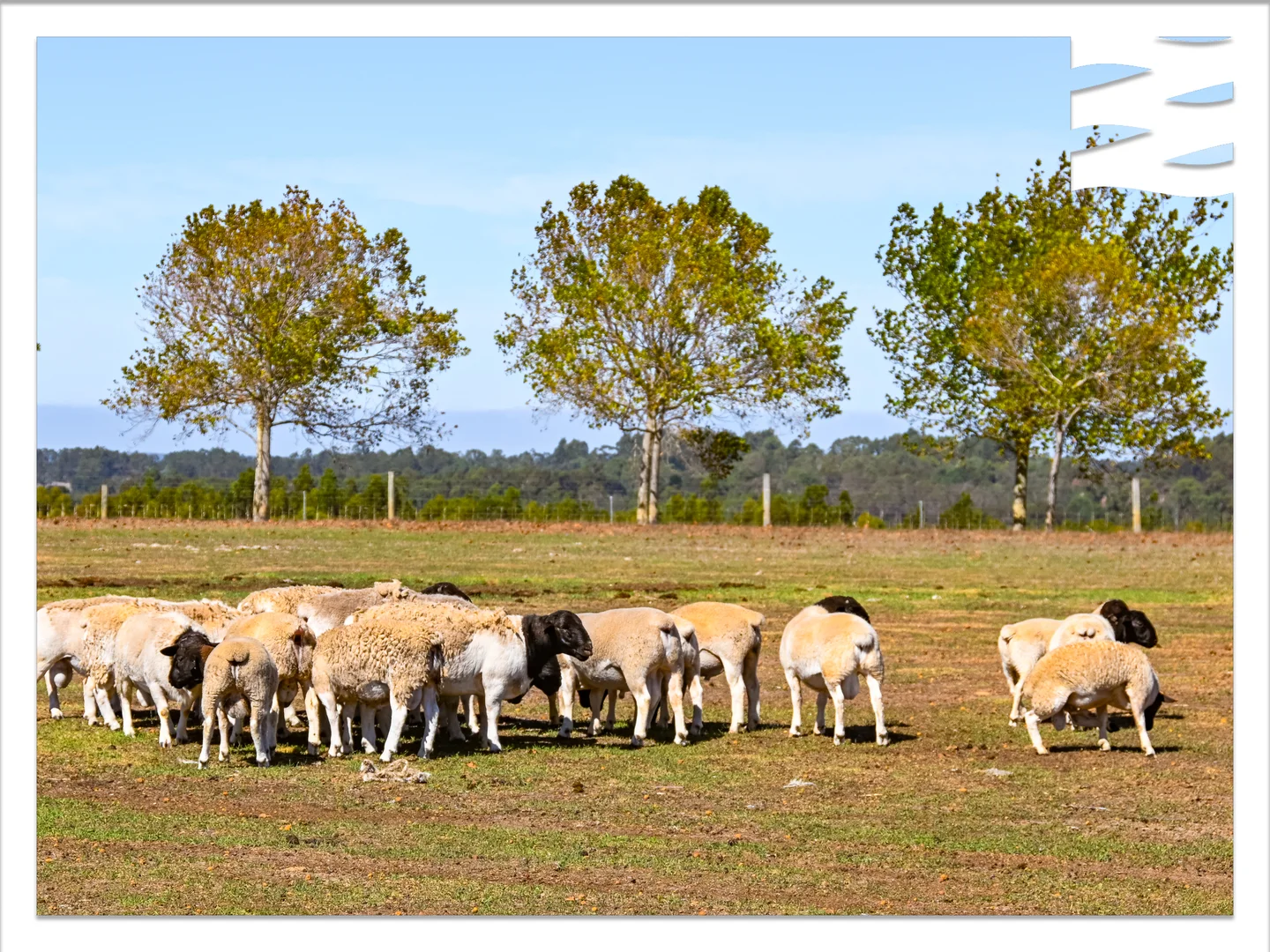 Additional image 6 of 81 O'Neill Road, Mount Barker WA 6324