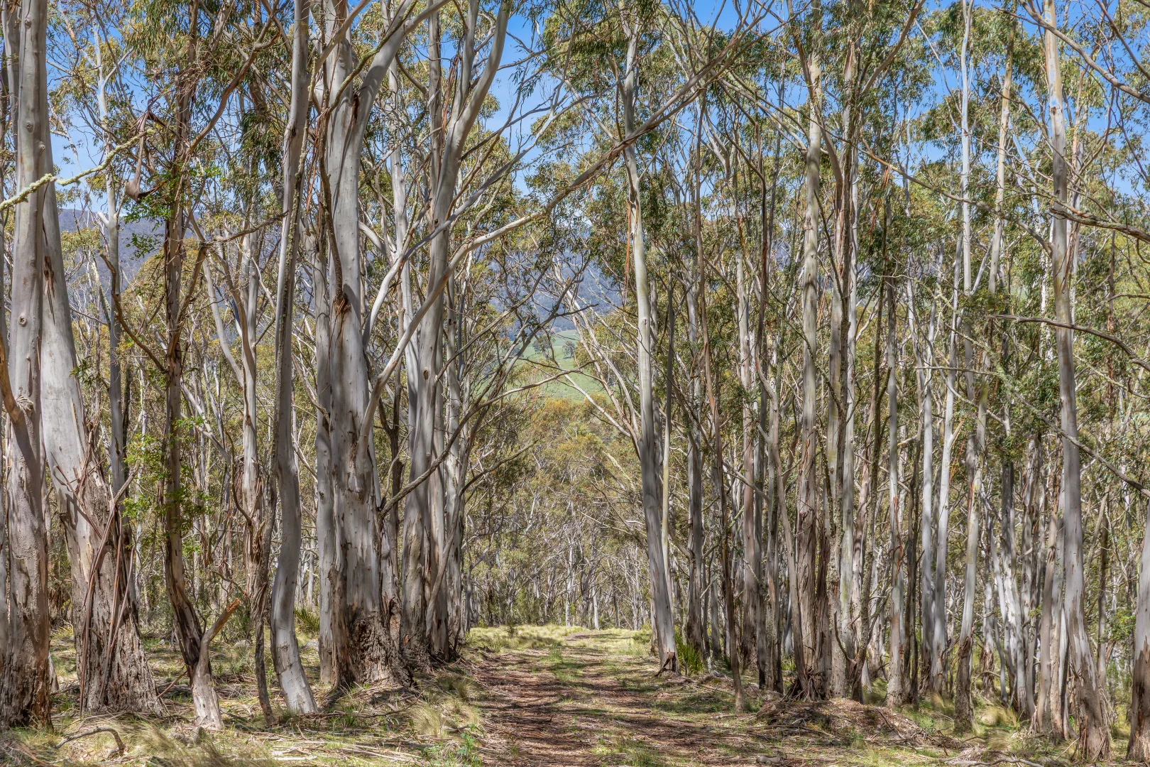 Additional image 14 of 363 Sheepstation Forest Road, Gingkin NSW 2787