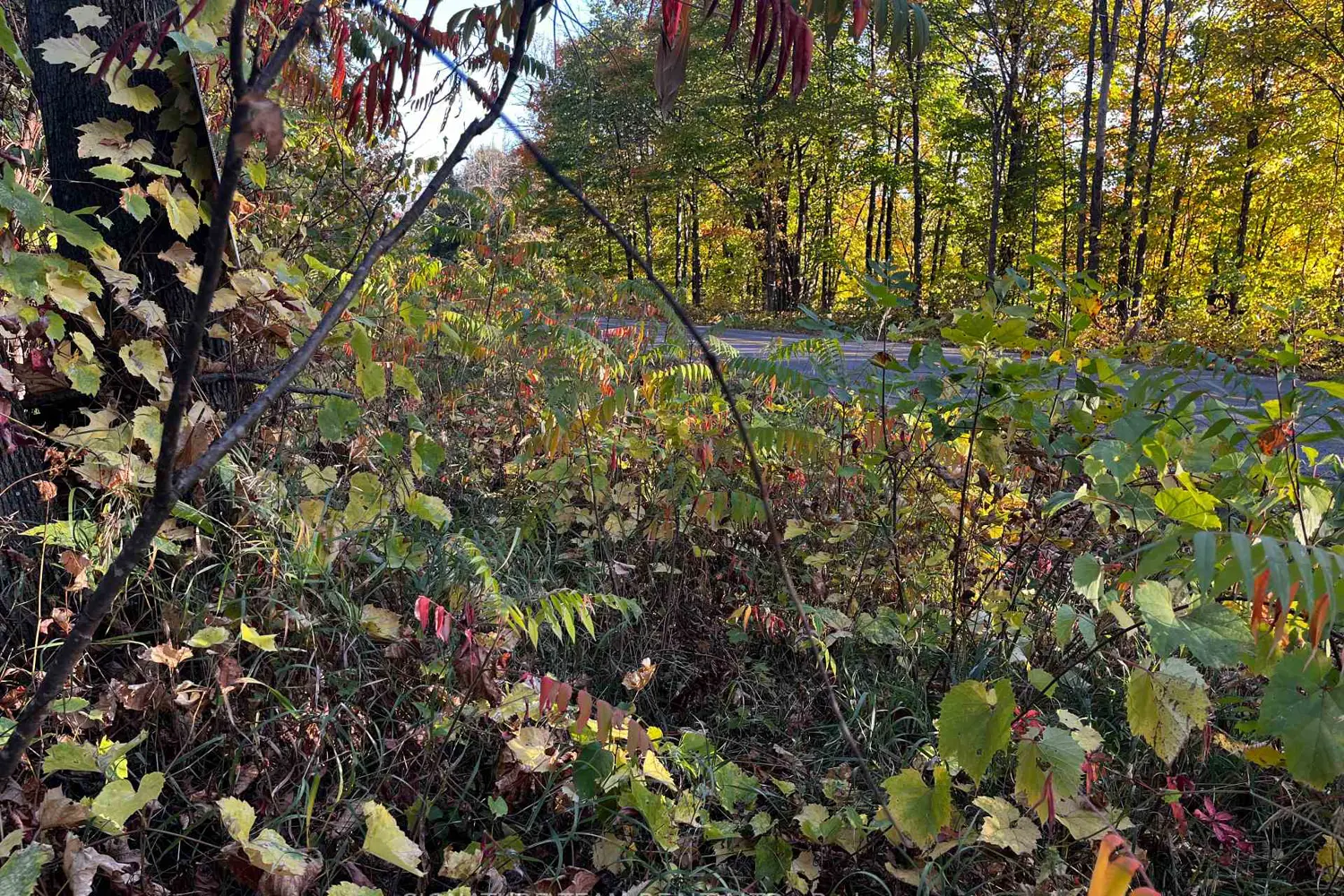 Lot 0 Bellamy Road photo 5