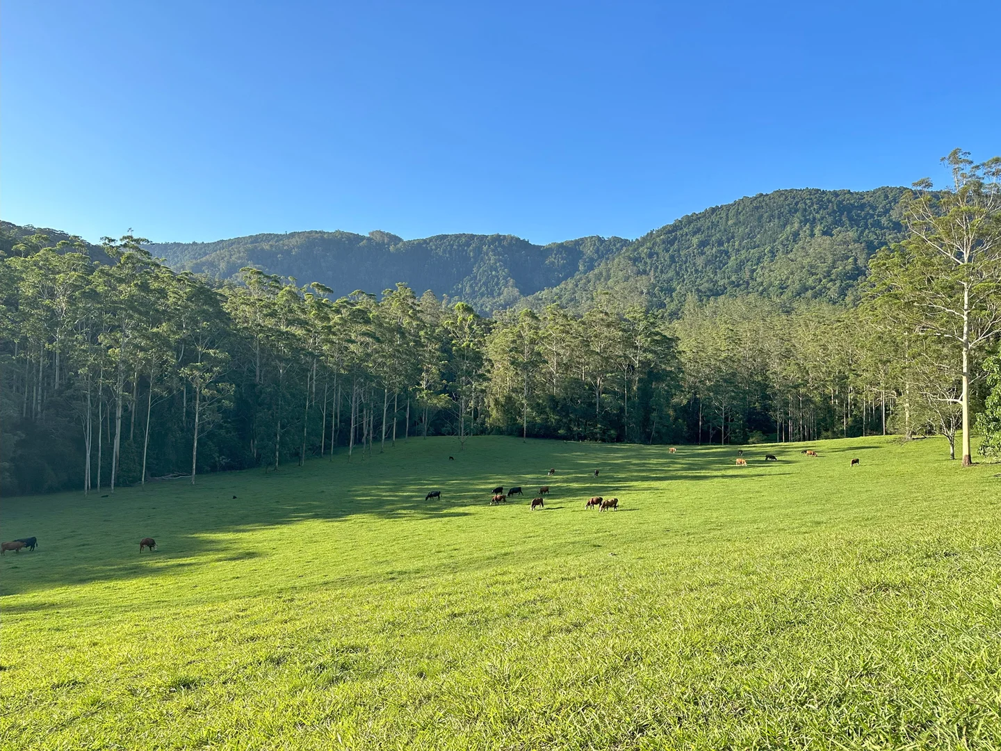 Additional image 18 of 650 Darkwood Road, Thora NSW 2454