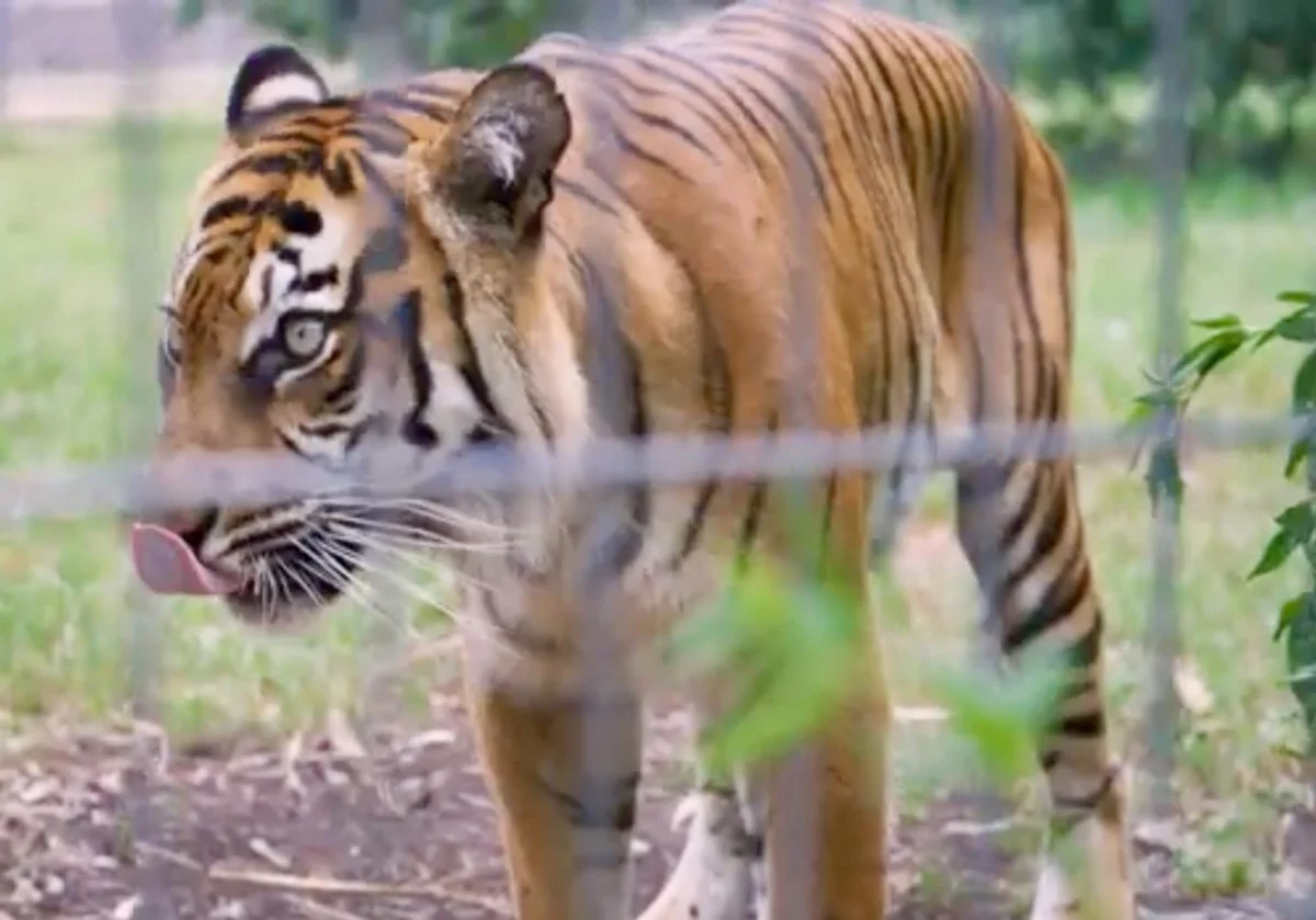 Additional image 11 of 21 Baines Road, Pilton QLD 4361