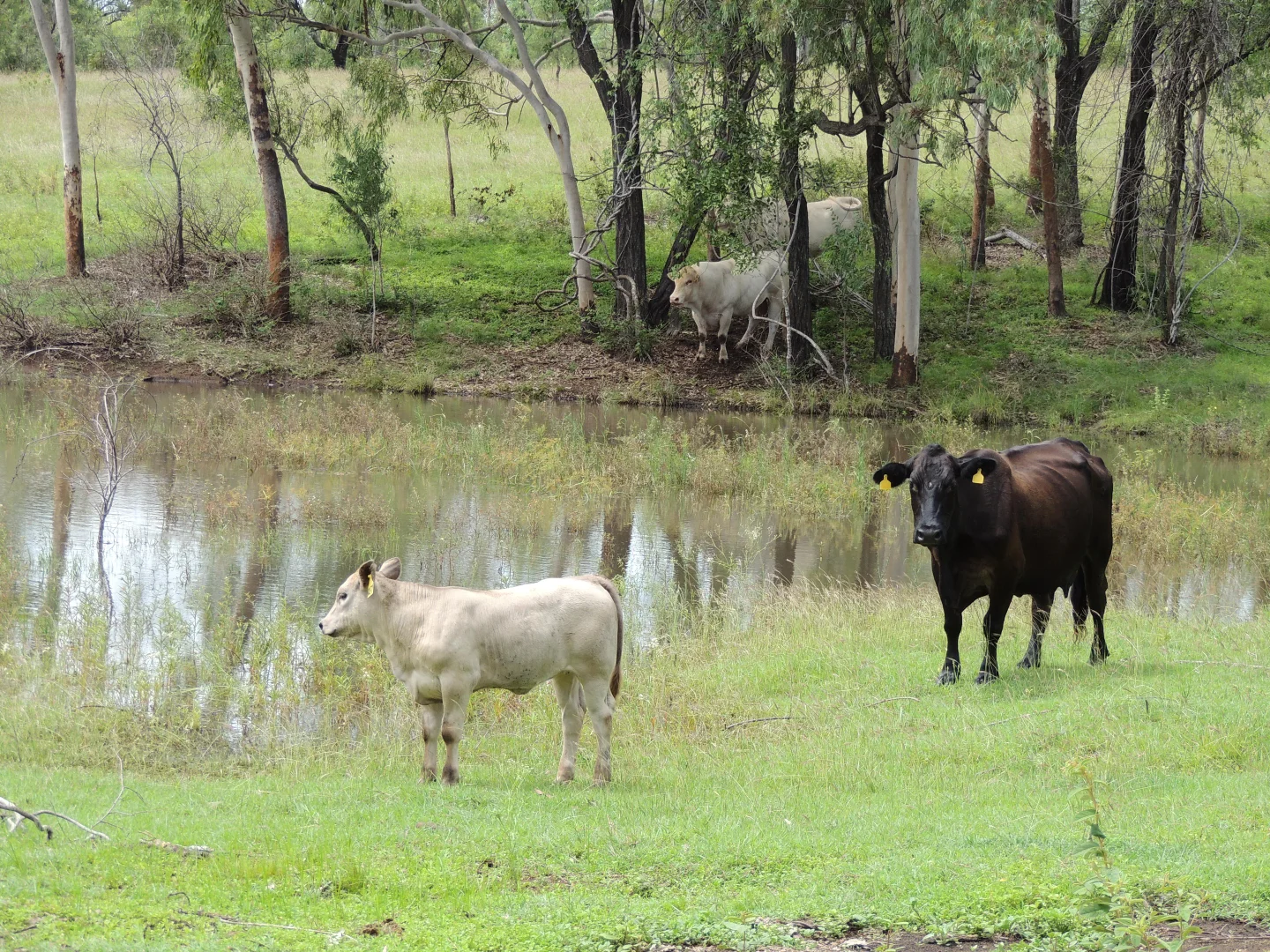 Additional image 13 of 0 Pipeline Road, Nine Mile QLD 4702