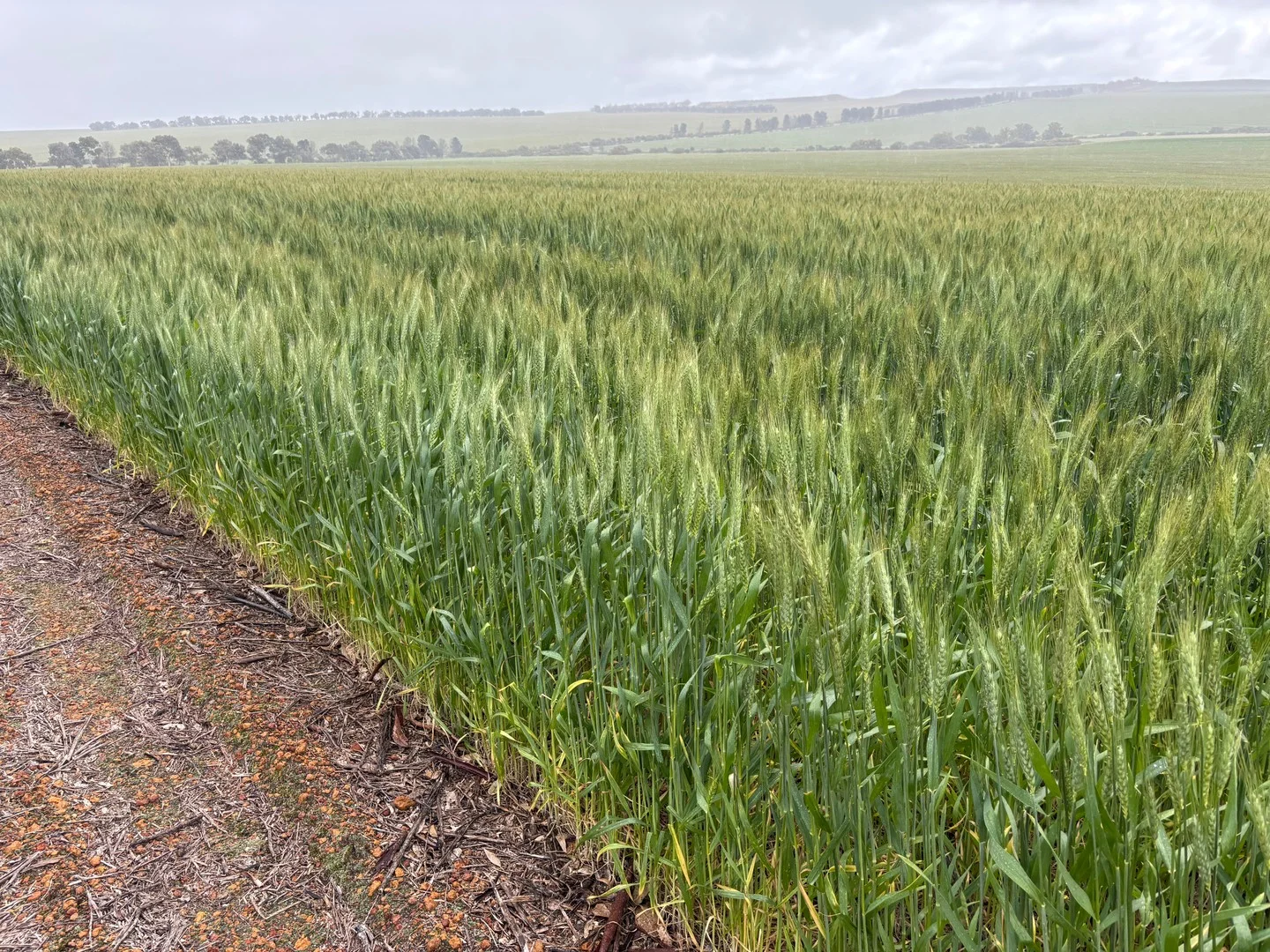 Additional image 31 of 1396 Tabletop Road, Mount Horner WA 6525