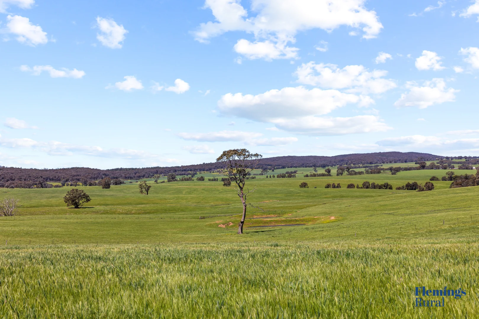 Additional image 12 of 105 Peakview Road, Young NSW 2594