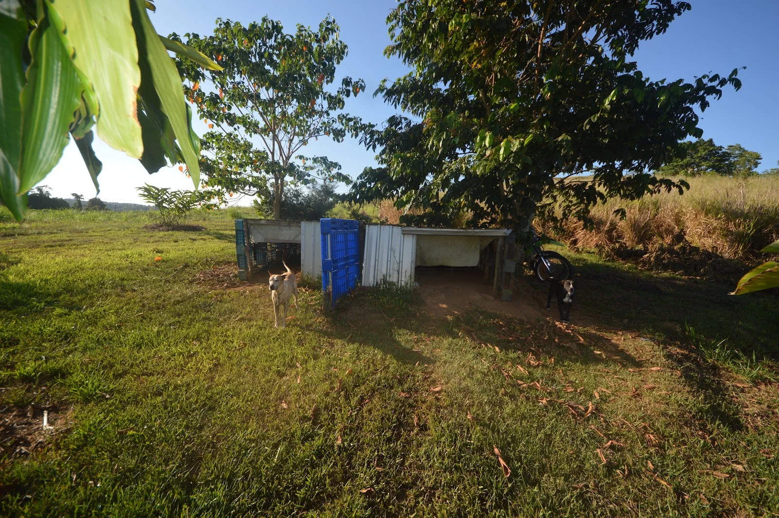 Additional image 20 of 1212 Innisfail Japoon Road, Camp Creek QLD 4871