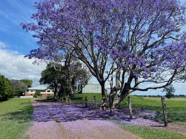 Additional image 2 of 81 Upper Belmore River Rd, Belmore River NSW 2440