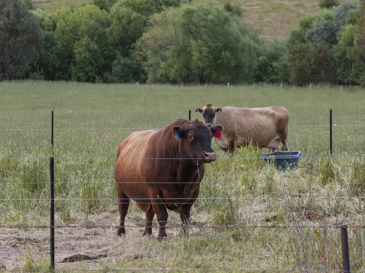 Additional image 14 of 123 Graves Road, Mansfield VIC 3722