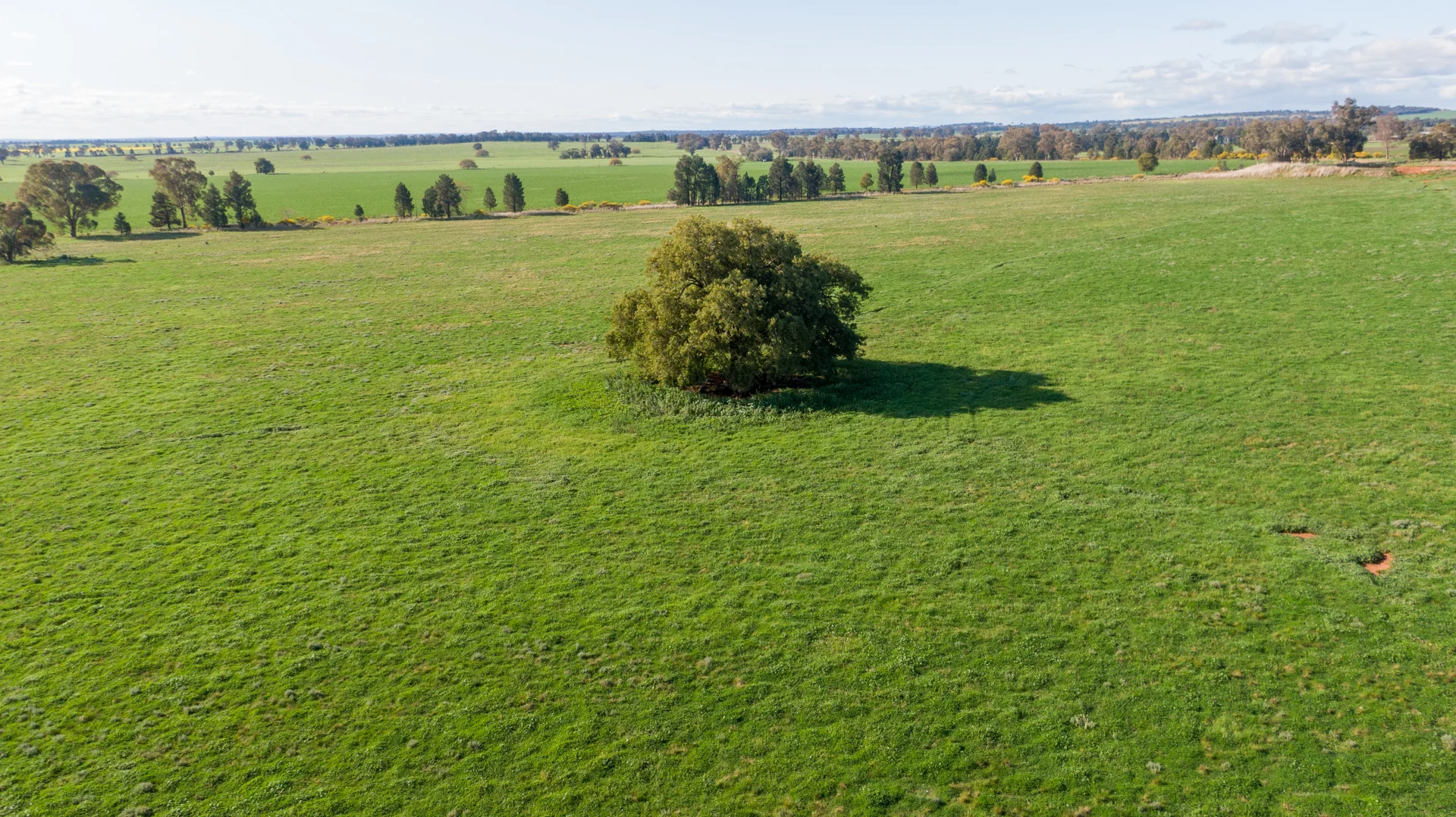 Additional image 14 of Kincora & Poachers Millwood Road, Coolamon NSW 2701