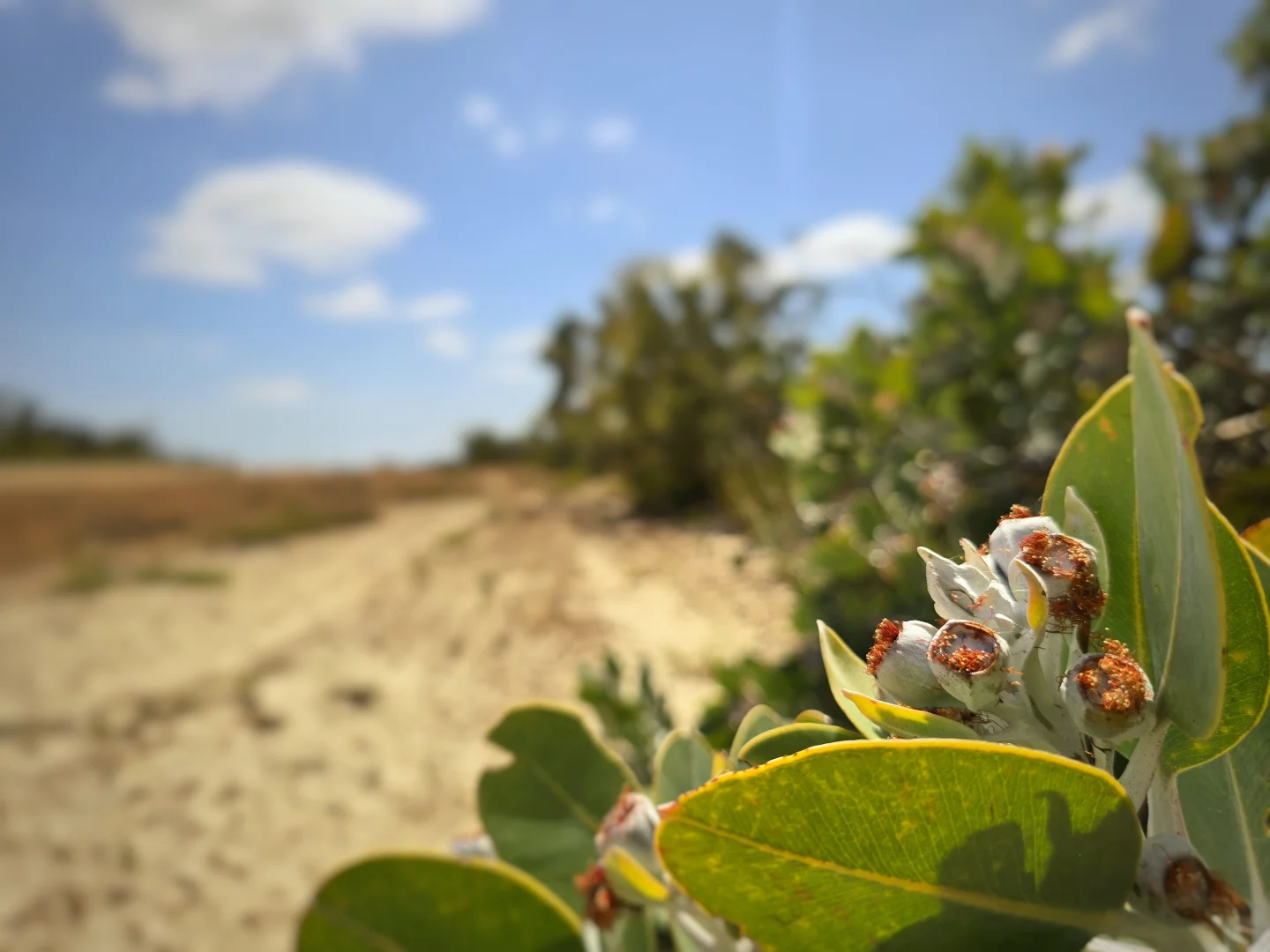 Additional image 14 of 74 Long Pool Road, Hopetoun WA 6348