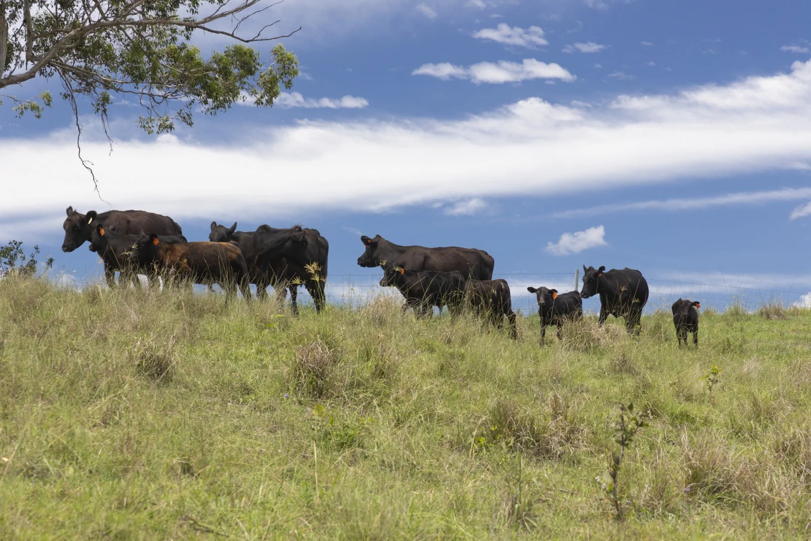 Additional image 8 of 659 Bakers Creek Road, Gloucester NSW 2422
