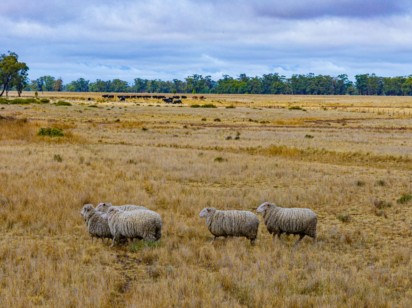 Additional image 24 of 'Woroona' & 'Tralee' 936 Boorr Hill Road, Parkes NSW 2870