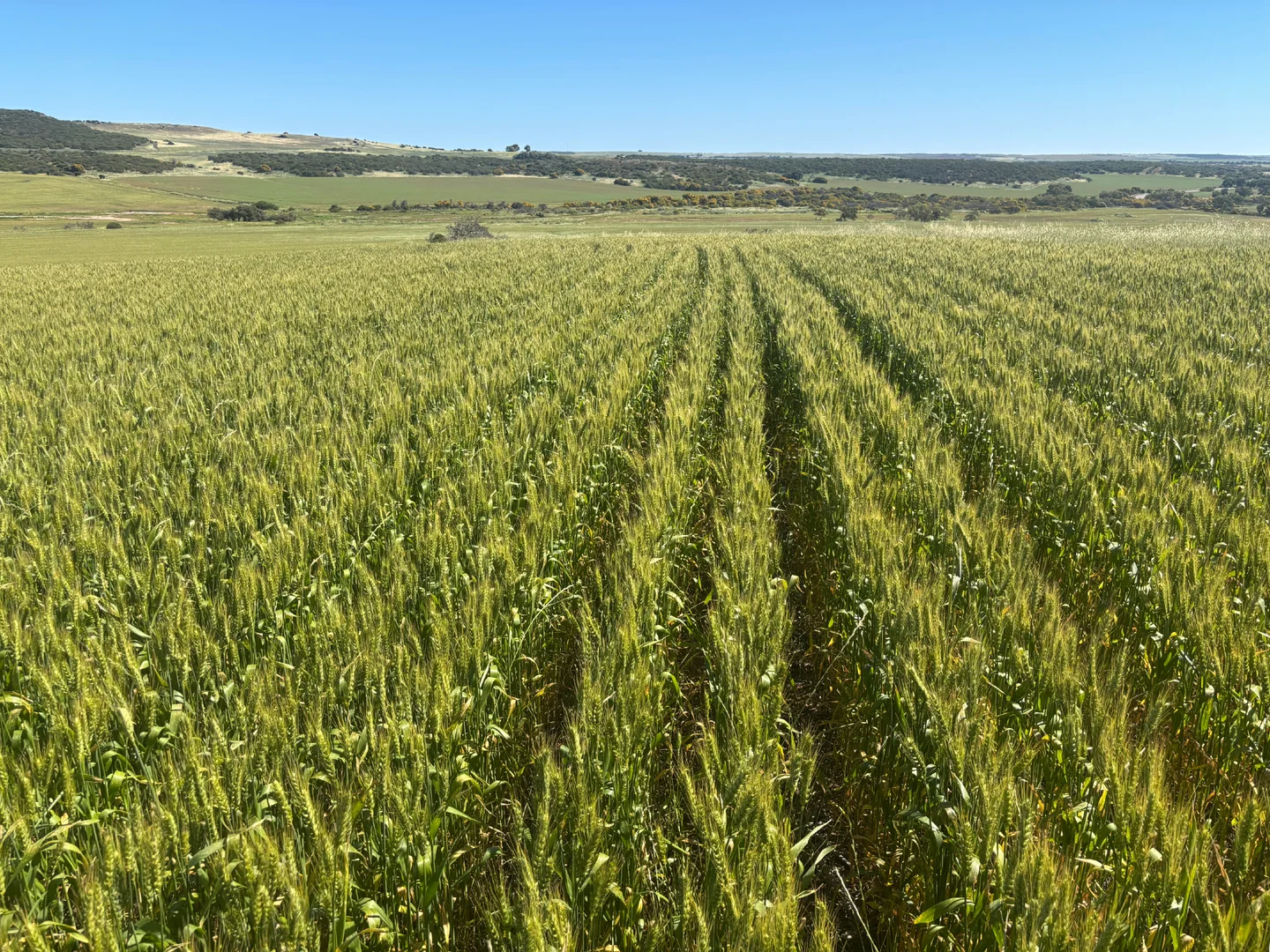 Additional image 7 of Lot 1914 Minnenooka Road, Minnenooka WA 6532